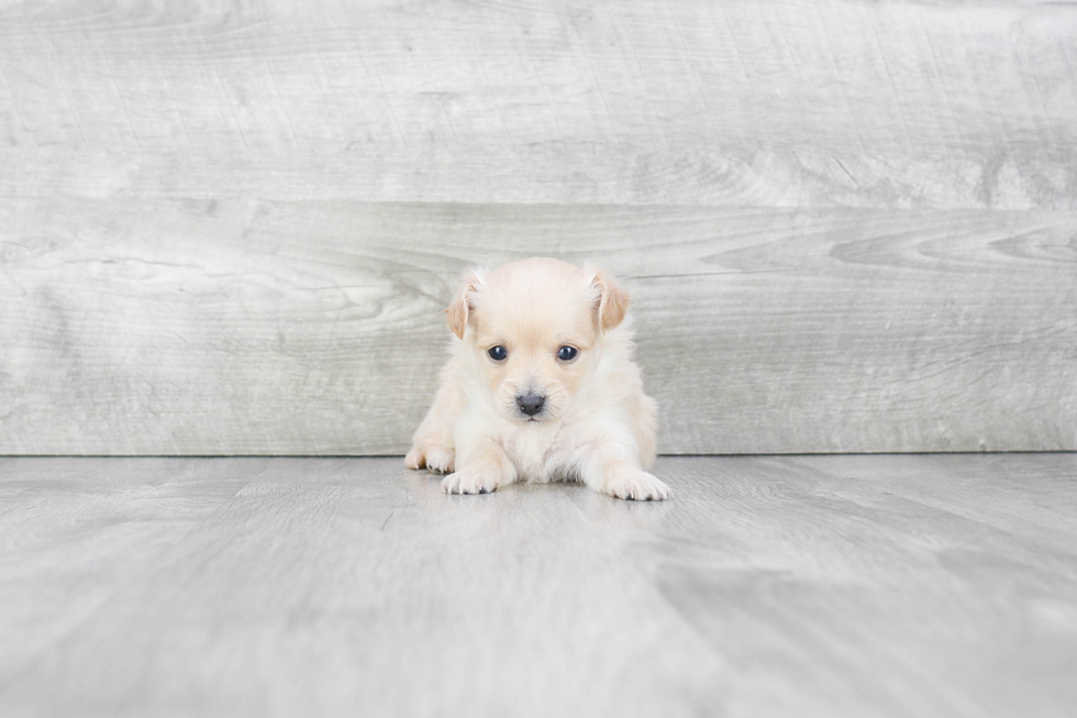 Maltipoo Puppy for Adoption