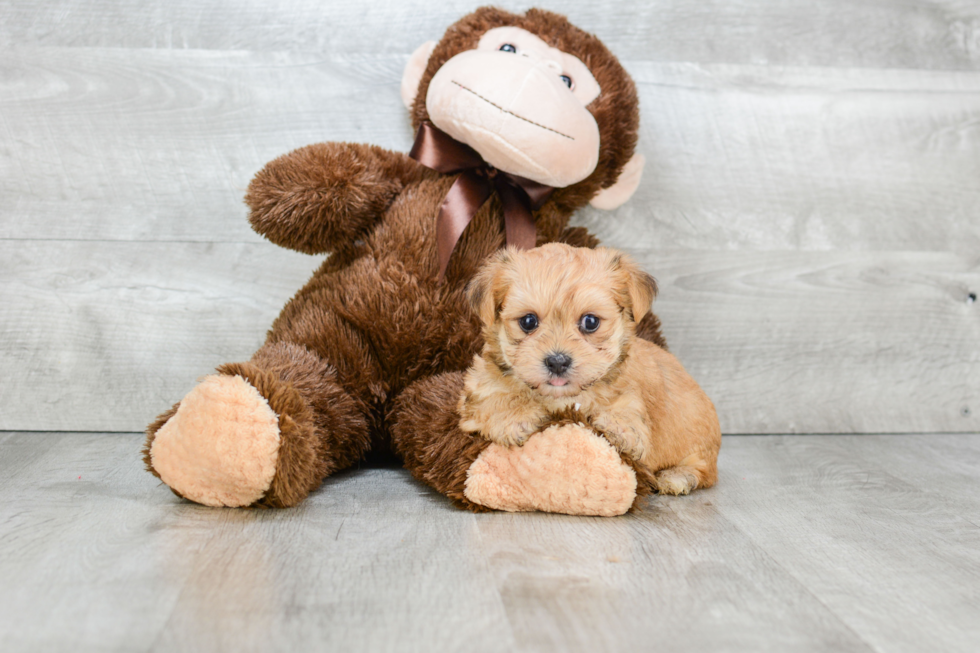 Adorable Yorkie Designer Puppy