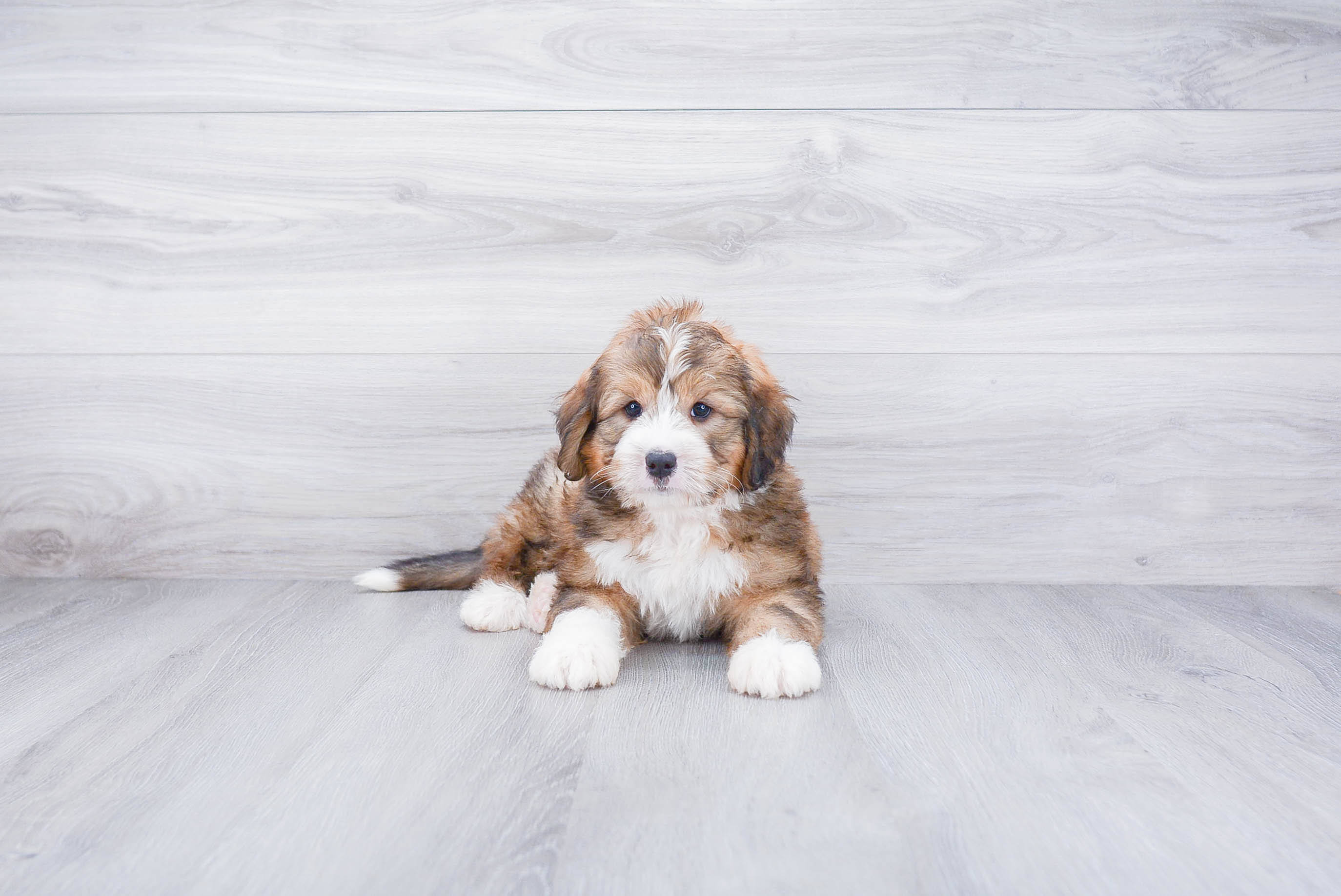 Mini Bernedoodle Puppy for Adoption