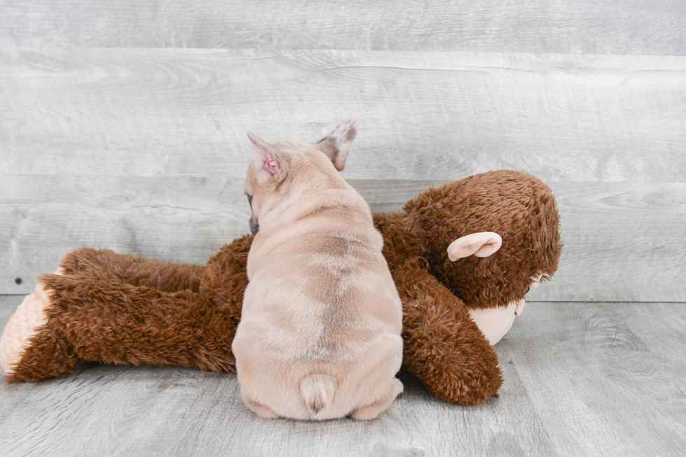 French Bulldog Pup Being Cute