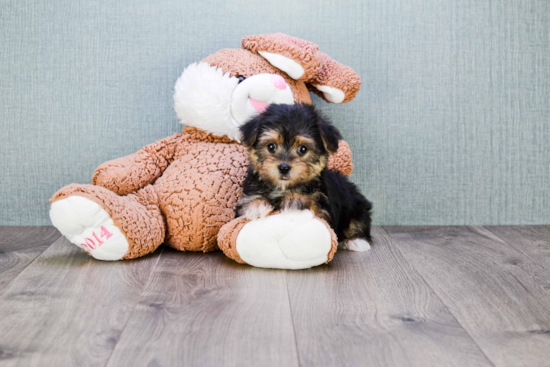 Morkie Pup Being Cute