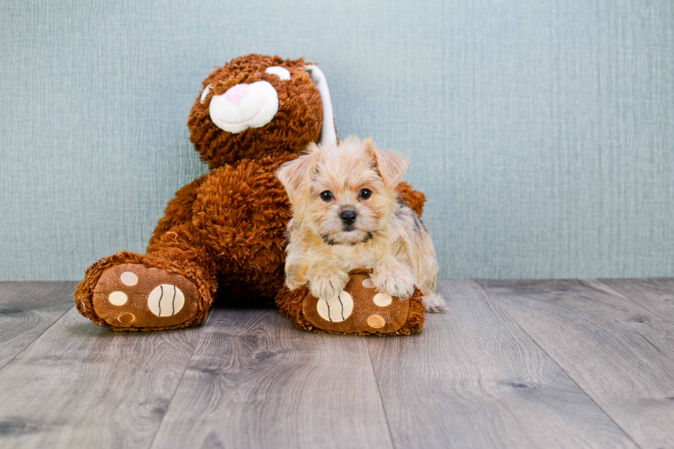 Morkie Puppy for Adoption