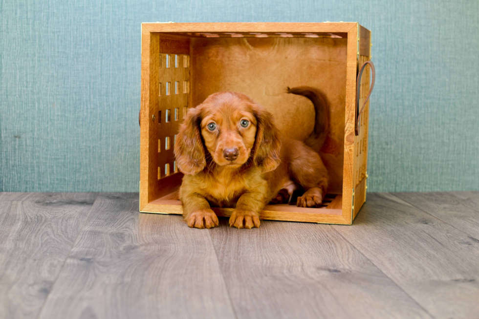 Cute Dachshund Baby