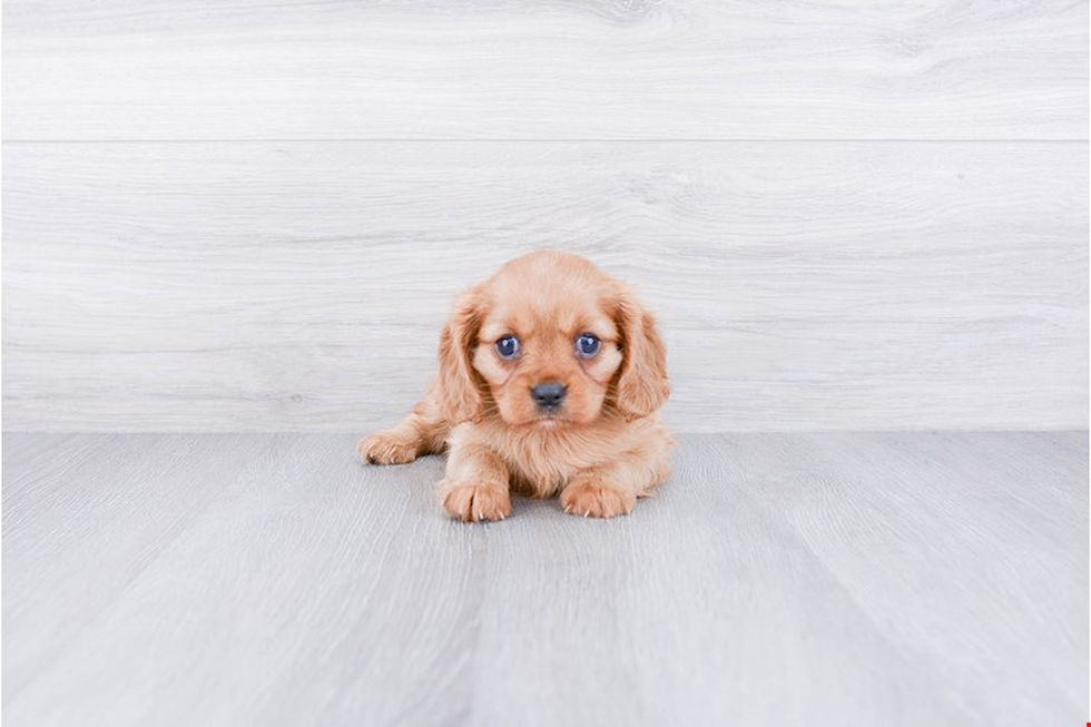 Playful Cavalier King Charles Spaniel Baby