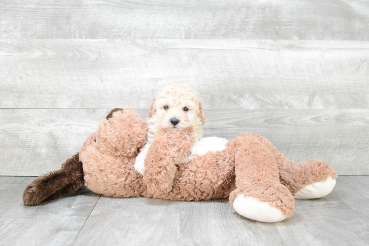 Maltipoo Pup Being Cute