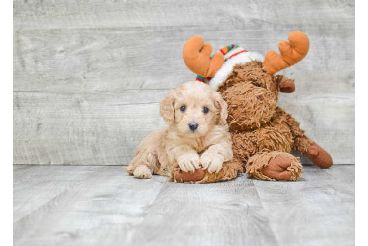 Cavapoo Pup Being Cute