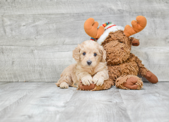 Cavapoo Pup Being Cute