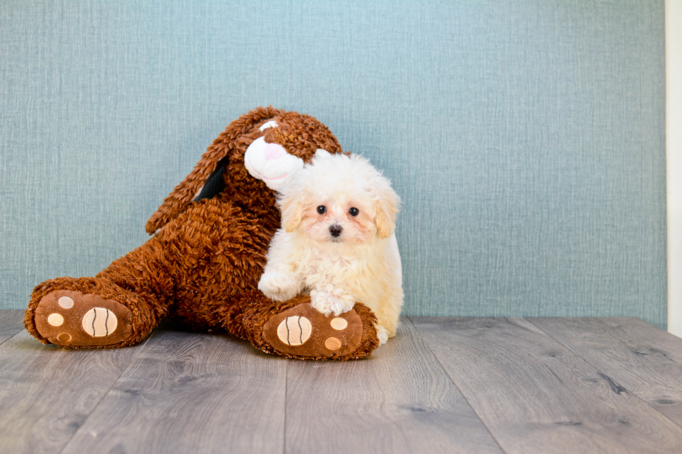 Maltipoo Pup Being Cute