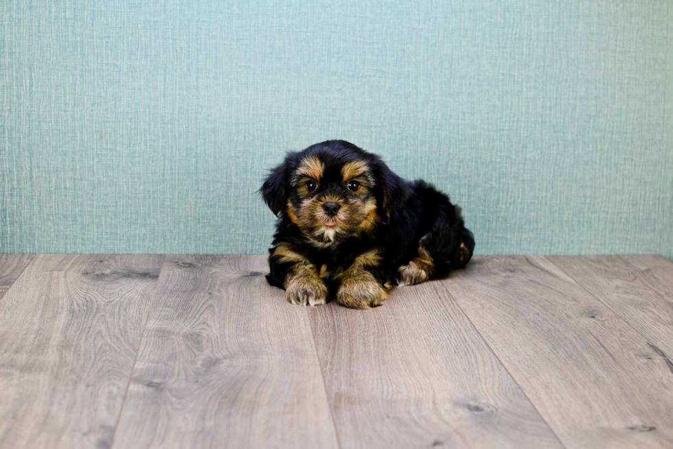 Energetic Shorkie Designer Puppy