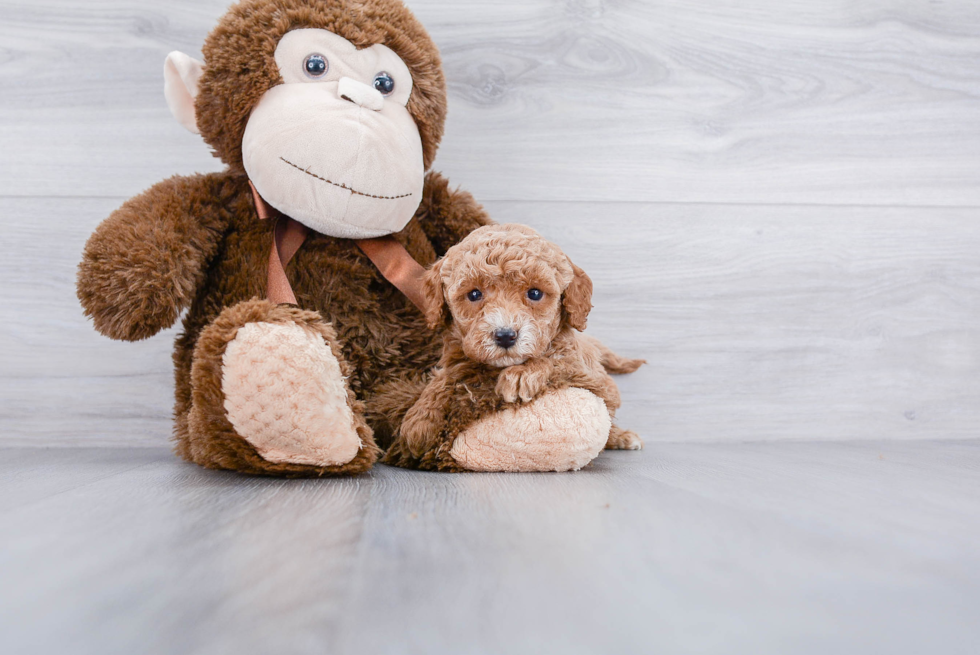 Cockapoo Puppy for Adoption