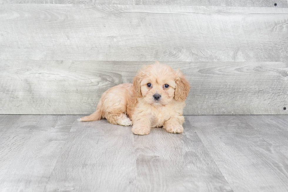 Petite Cavachon Designer Pup