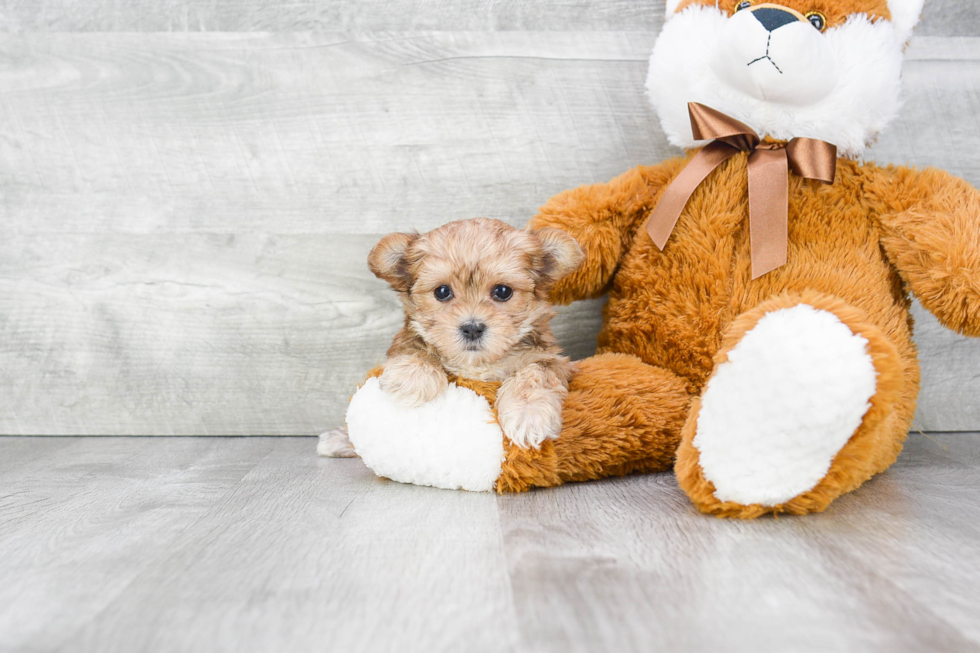 Morkie Pup Being Cute