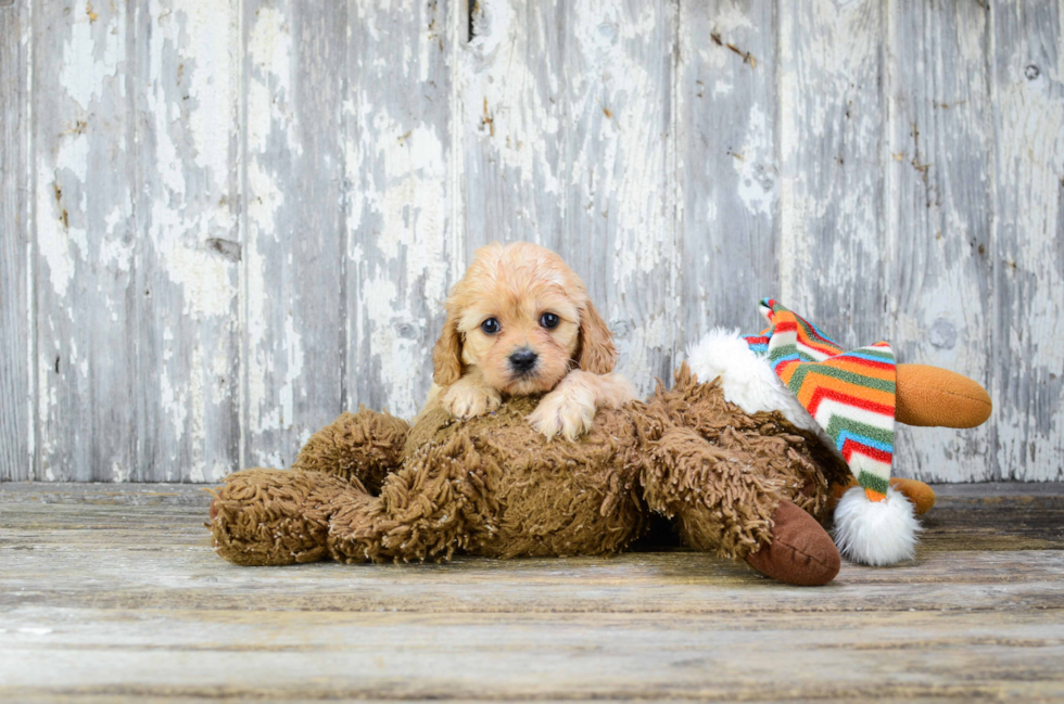 Friendly Cavachon Baby