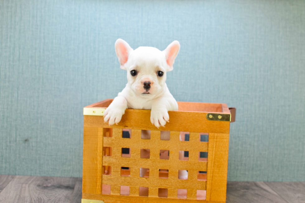 Best French Bulldog Baby