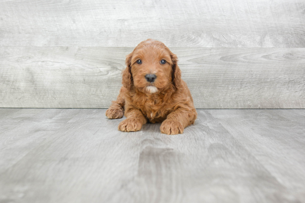 Playful Golden Retriever Poodle Mix Puppy