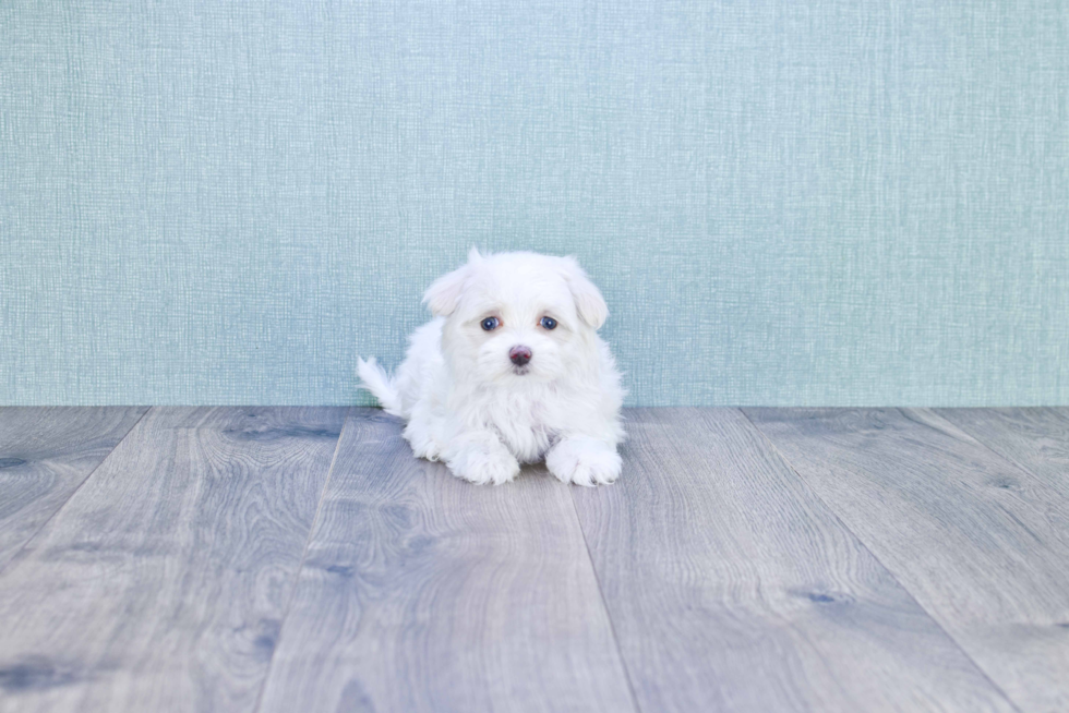 Happy Maltipoo Baby