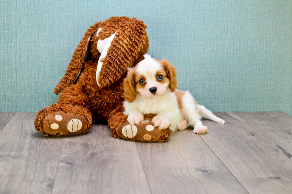 Cavalier King Charles Spaniel Pup Being Cute