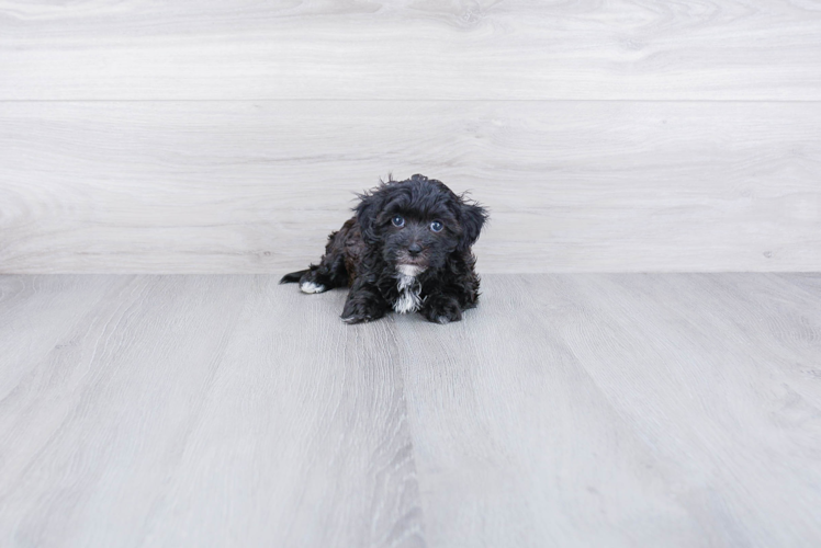 Small Havanese Purebred Pup