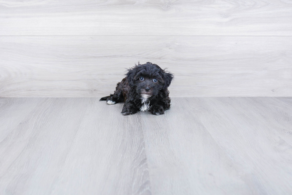 Small Havanese Purebred Pup