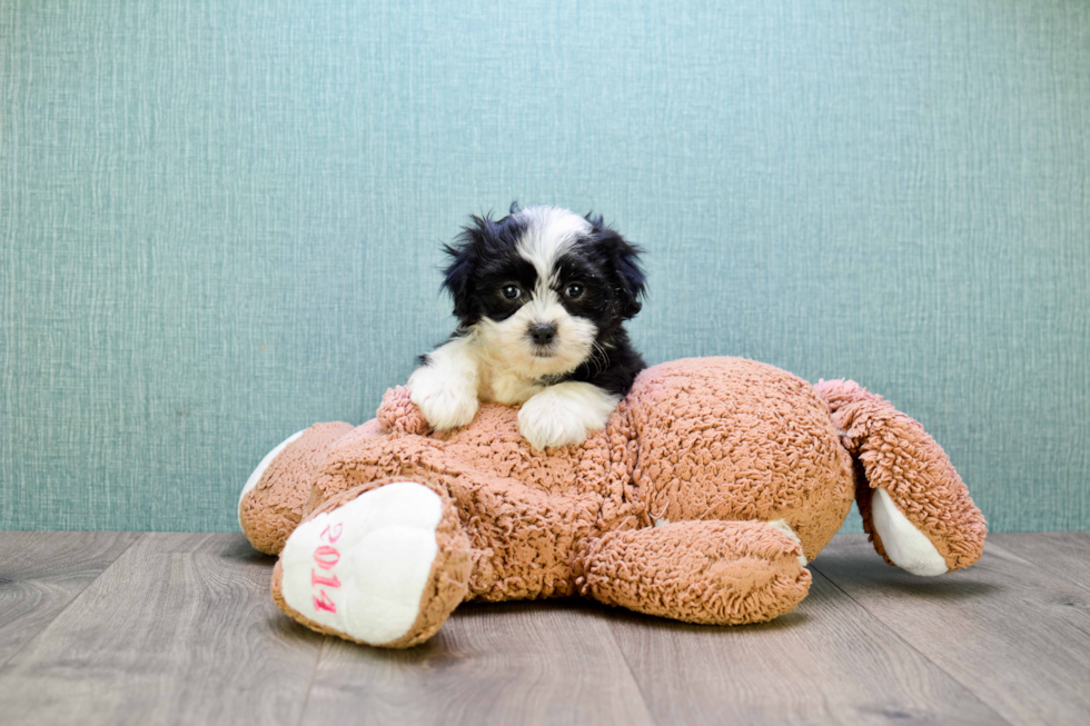 Friendly Teddy Bear Baby