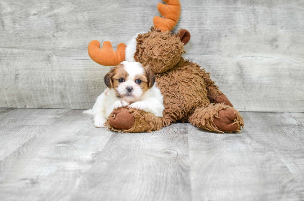 Fluffy Teddy Bear Designer Pup