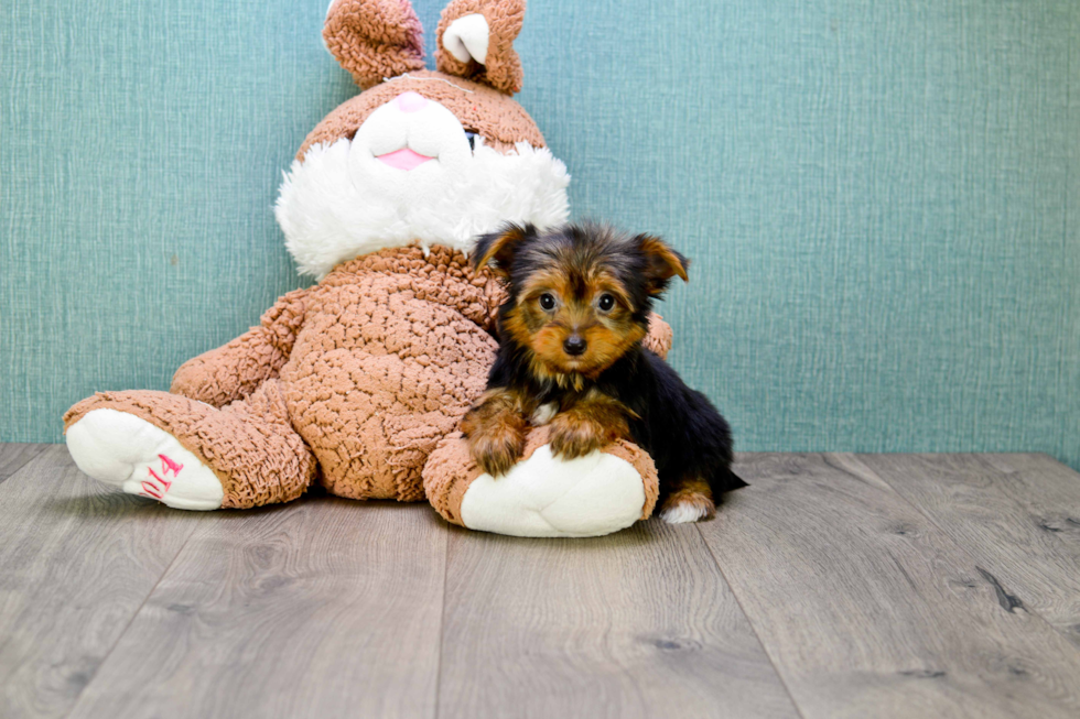 Meet Goldie - our Yorkshire Terrier Puppy Photo 