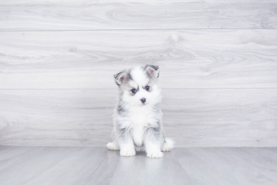 Petite Pomsky Designer Pup