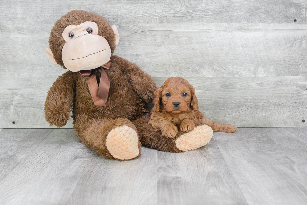 Hypoallergenic Cavoodle Poodle Mix Puppy