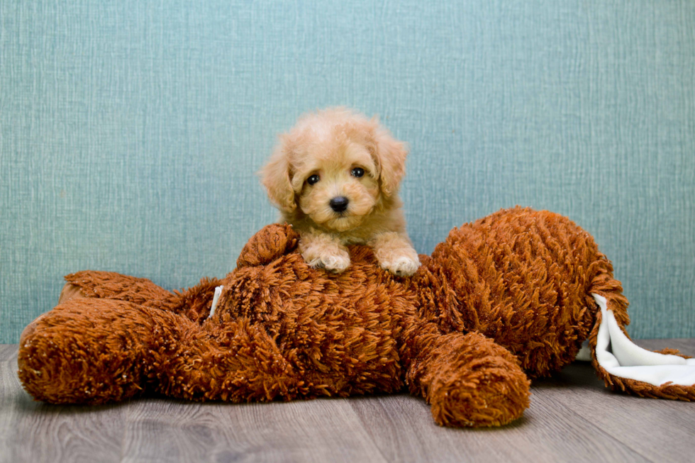 Cavapoo Pup Being Cute