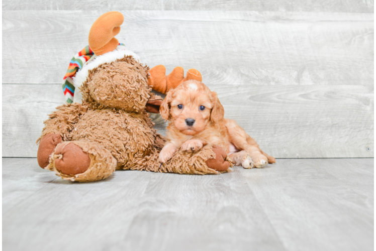 Cavapoo Pup Being Cute