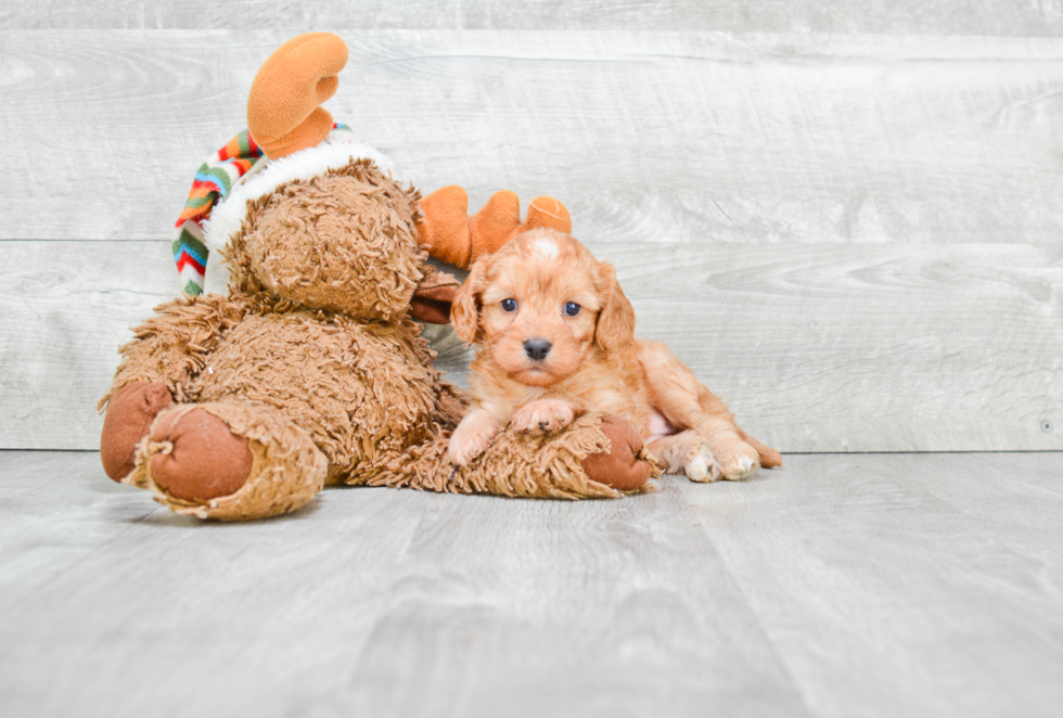 Cavapoo Pup Being Cute