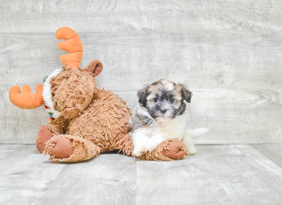 Friendly Havanese Purebred Pup