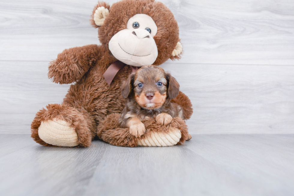 Best Mini Aussiedoodle Baby