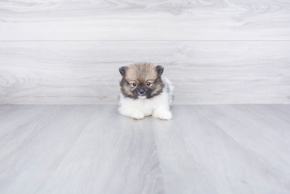 Hypoallergenic Pomeranian Baby