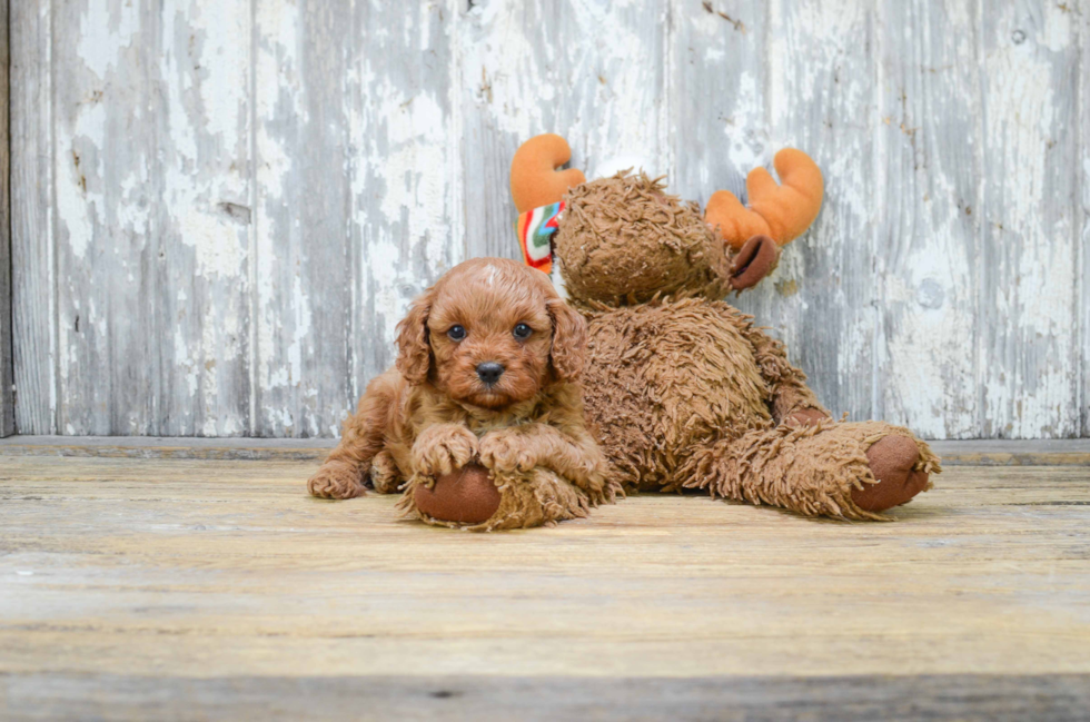 Smart Cavapoo Poodle Mix Pup