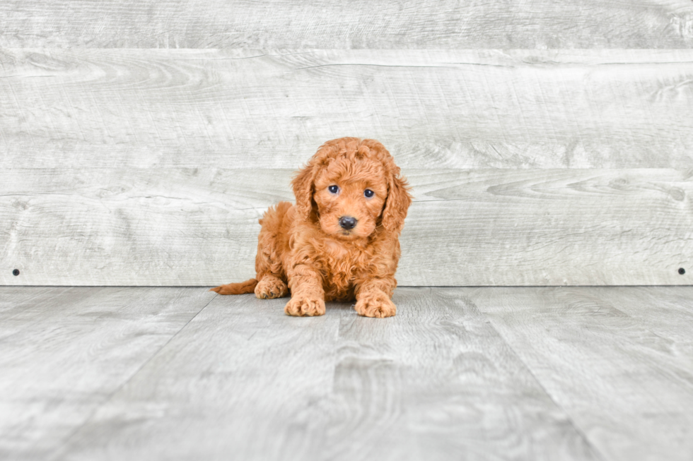 Best Mini Goldendoodle Baby