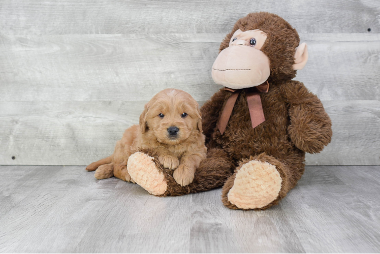 Energetic Golden Retriever Poodle Mix Puppy