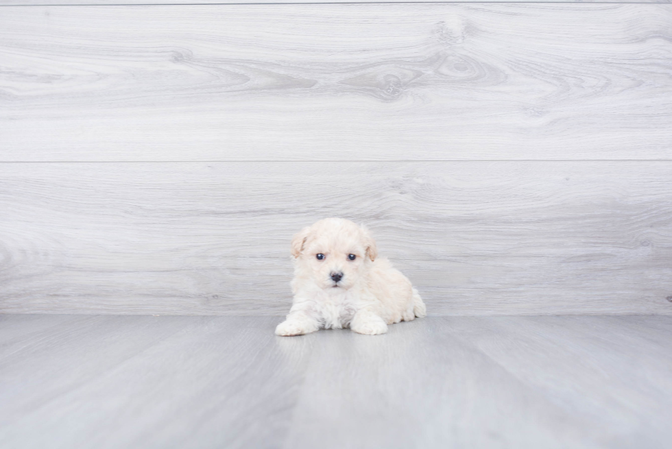 Playful Maltepoo Poodle Mix Puppy