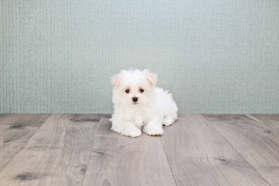 Maltese Puppy for Adoption