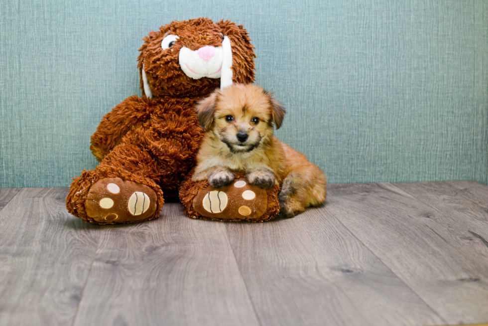 Morkie Pup Being Cute