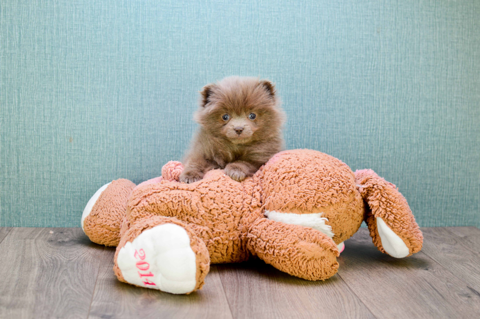 Popular Pomeranian Baby