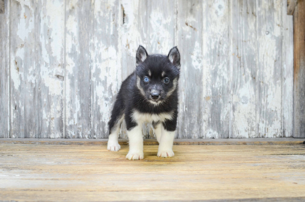 Cute Pomsky Baby