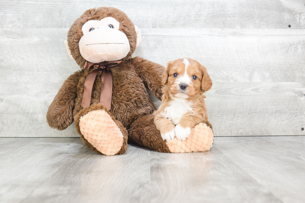 Best Cavapoo Baby