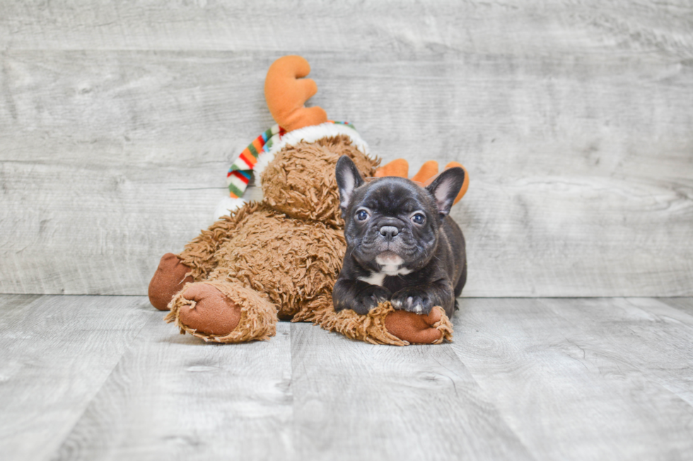 Best French Bulldog Baby