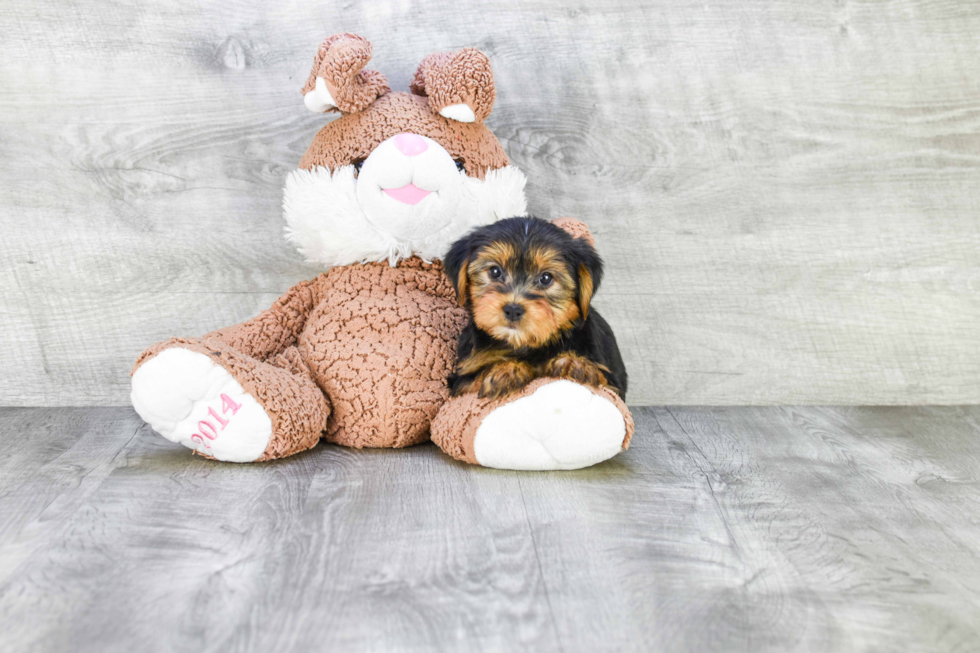 Meet Lori - our Yorkshire Terrier Puppy Photo 