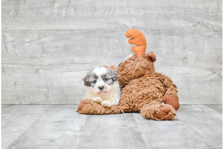 Sweet Teddy Bear Baby