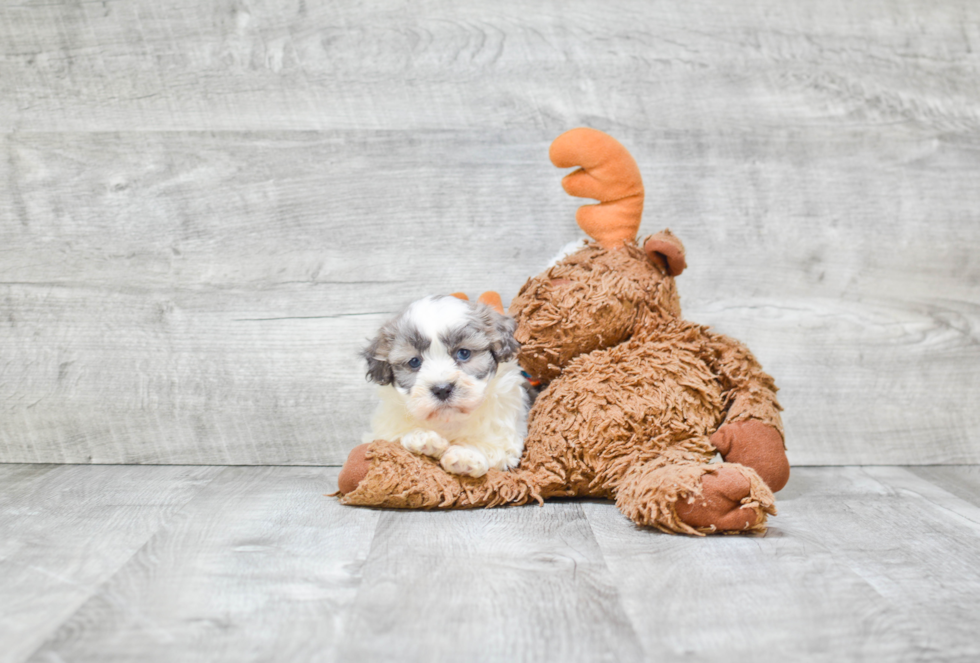 Sweet Teddy Bear Baby