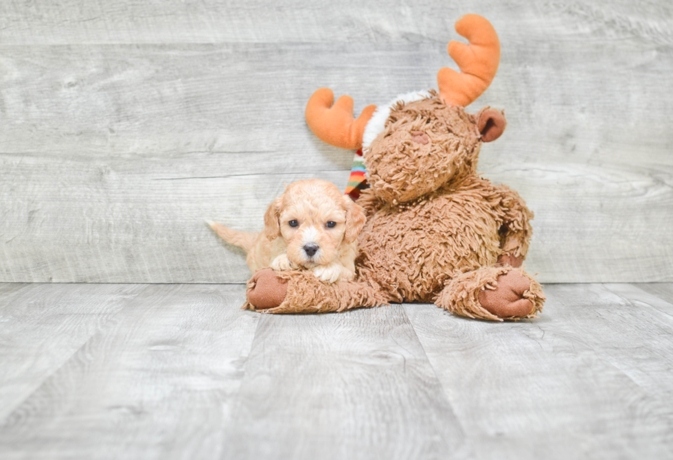 Hypoallergenic Cavoodle Poodle Mix Puppy