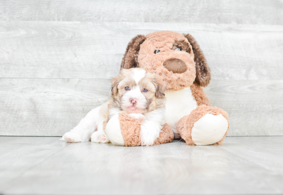 Best Havanese Baby