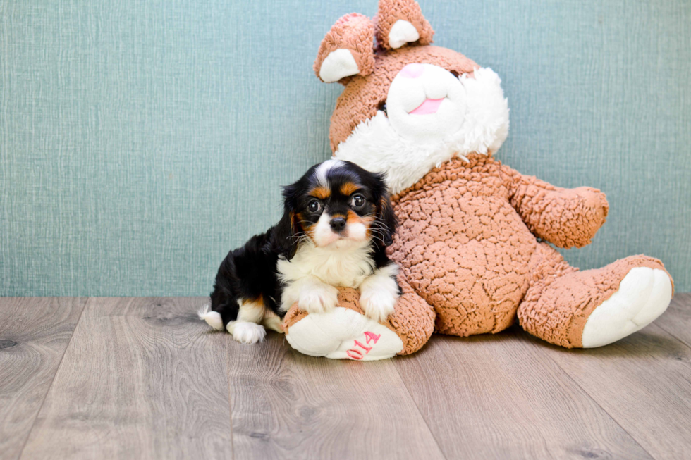 Small Cavalier King Charles Spaniel Purebred Pup